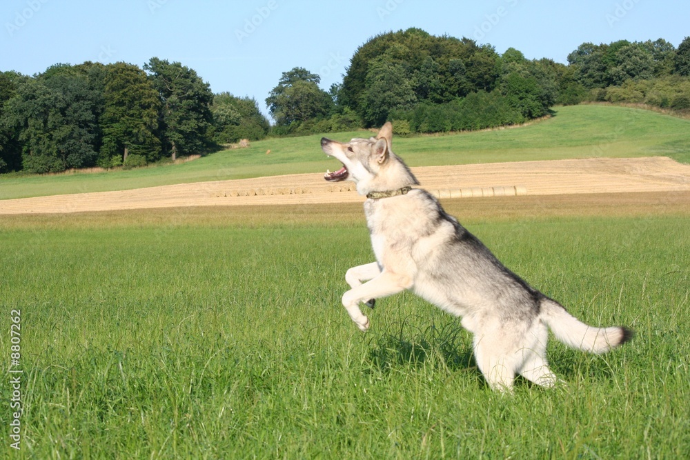 Saarloos Wolfhound 48