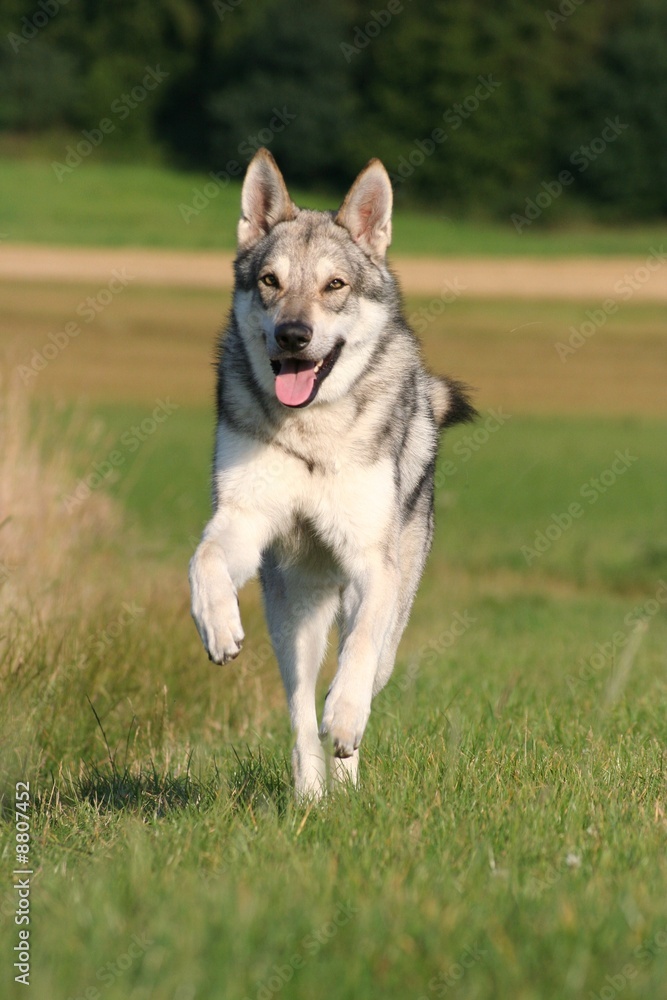 Saarloos Wolfhound 44