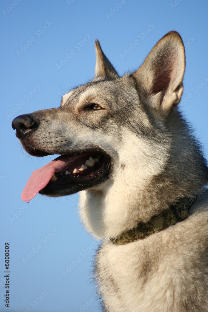 Saarloos Wolfhound 38