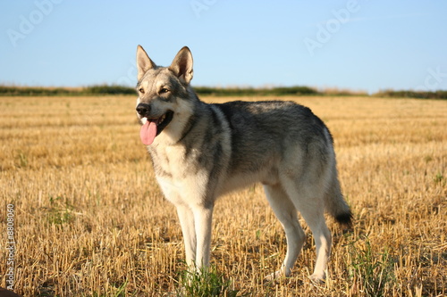 Saarloos Wolfhound 24 photo