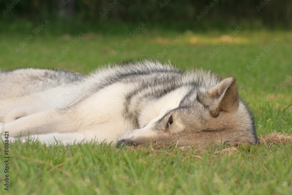 Saarloos Wolfhound 54