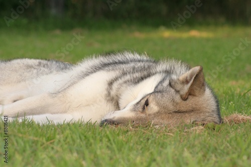Saarloos Wolfhound 54
