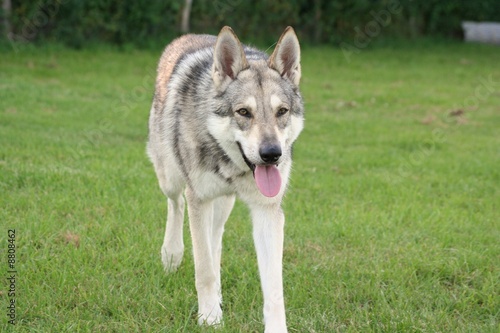Saarloos Wolfhound 8 photo