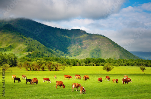 Mountain grassland with grazing cows