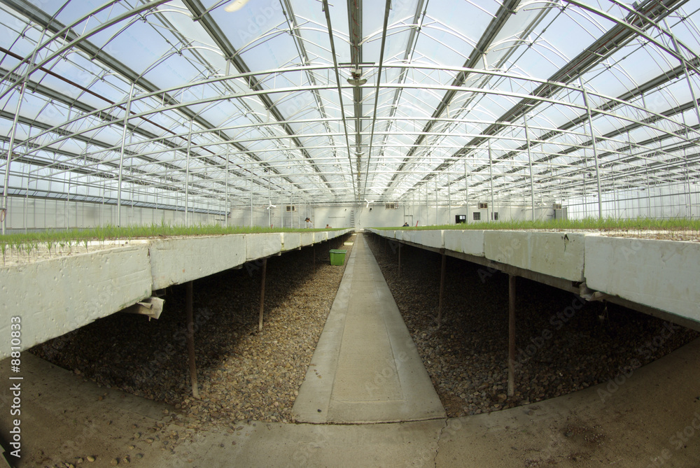Fototapeta premium Greenhouse growing tree seedlings