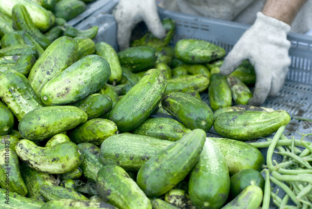 Shiny green cucumbers being delivered to a market. Shiny green cucumbers being delivered to a market.