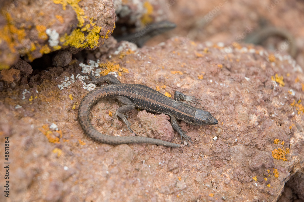 Fototapeta premium The lizard on stone