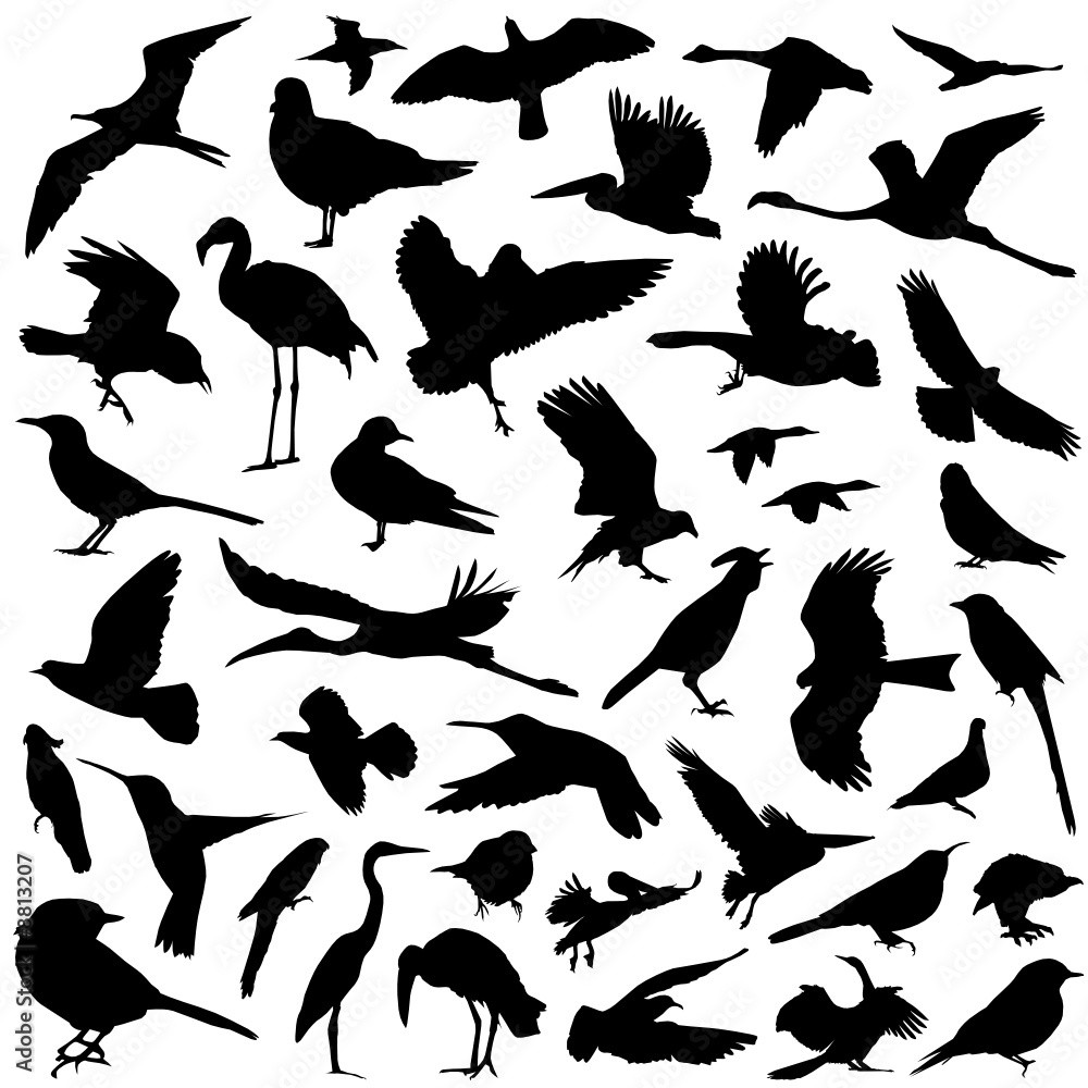 Obraz premium collection of bird vector