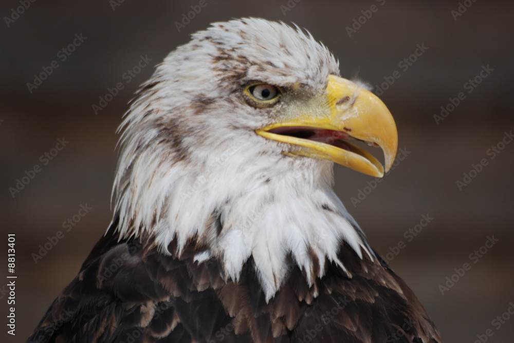 Fototapeta premium force et puissance