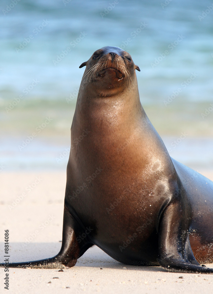Fototapeta premium A Sea Lion poses for the tourists