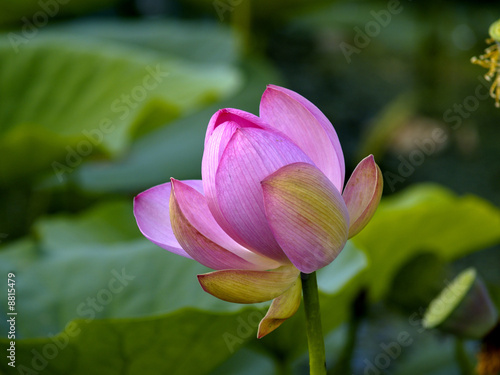 Wild pink lotus - endemic Far East  Russia