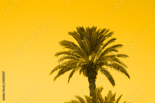 Palme beim Sonnenuntergang © Thaut Images