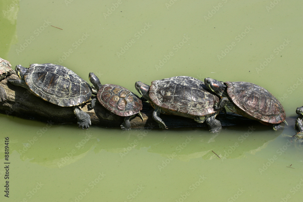 Alignement de tortues de Floride Alignement de tortues de Floride