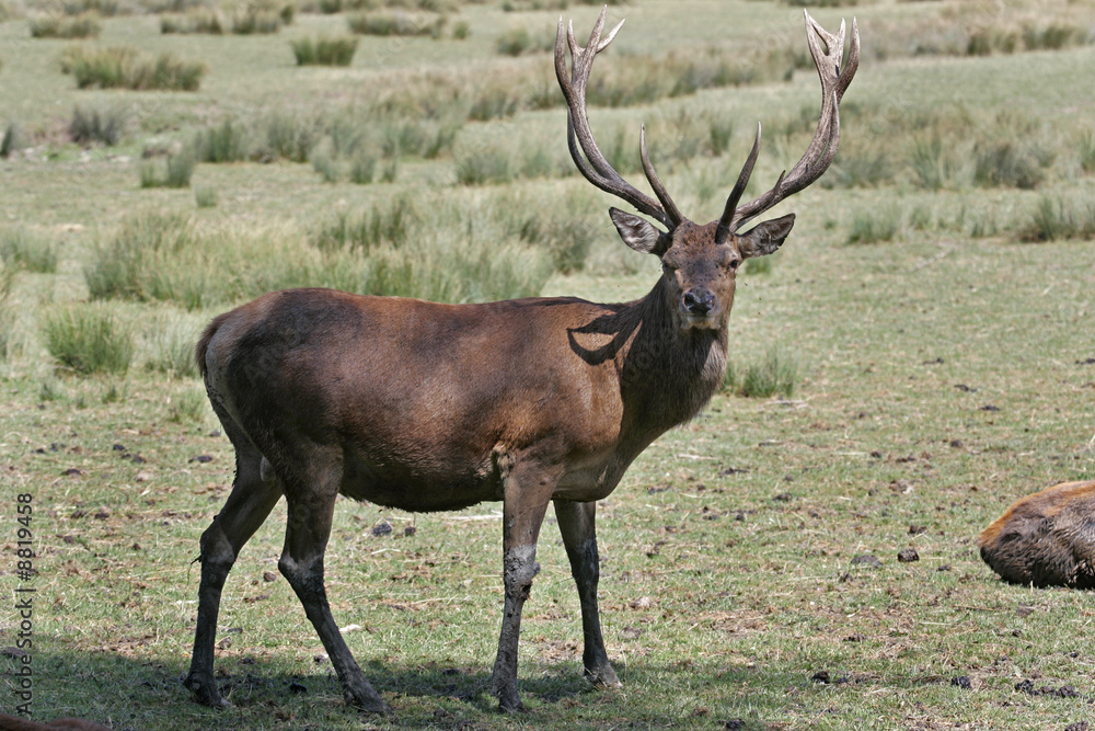 Obraz premium Cerf élaphe