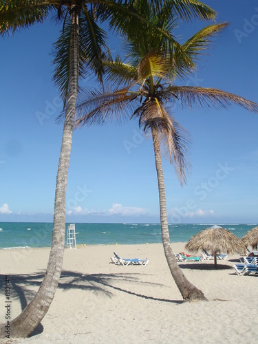 Paradise sandy beach and palm tree blue sky