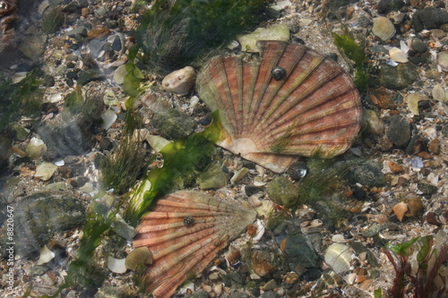 Coquilles Saint-Jacques de la côte de Penthièvre (Bretagne)