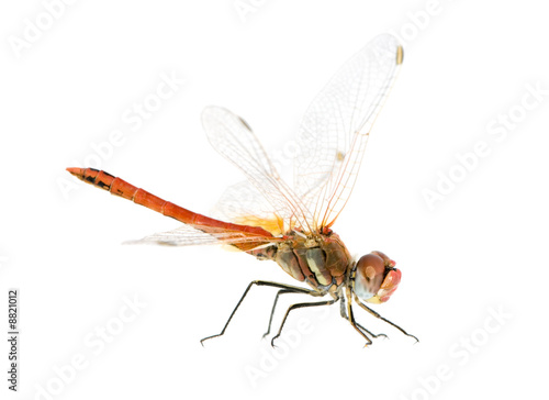 Sympetrum fonscolombei in front of a white background © Eric Isselée