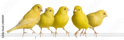 Flock of Yellow canary photo