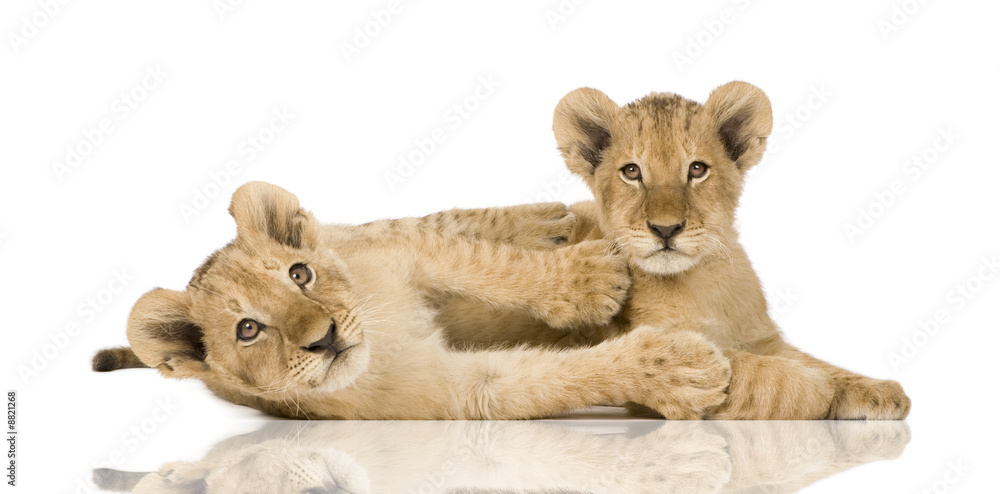 Fototapeta premium Lion Cub (4 months) in front of a white background