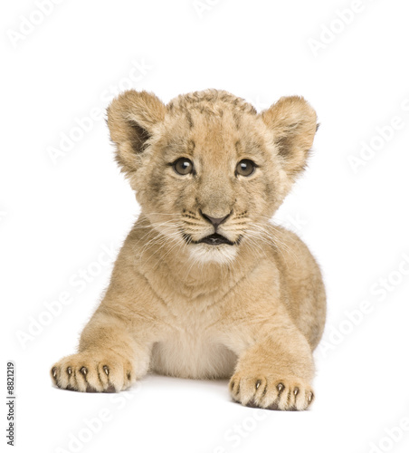 Lion Cub (8 weeks) in front of a white background