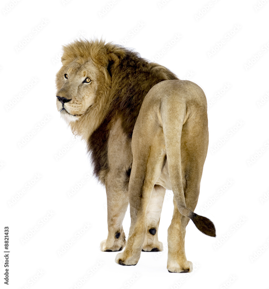 Obraz premium Lion (8 years) - Panthera leo in front of a white background