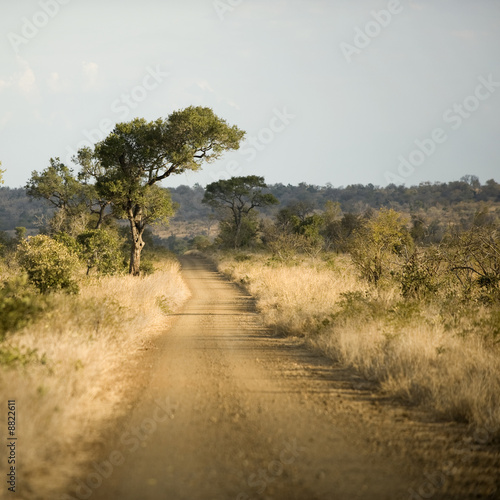 road at the krugger park photo