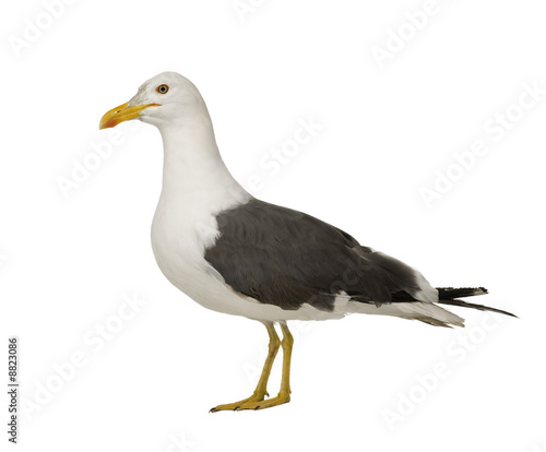 Herring Gull in front of a white background