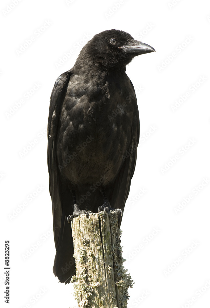 Fototapeta premium Young Carrion Crow