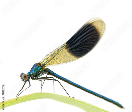 Banded Demoiselle in front of a white background