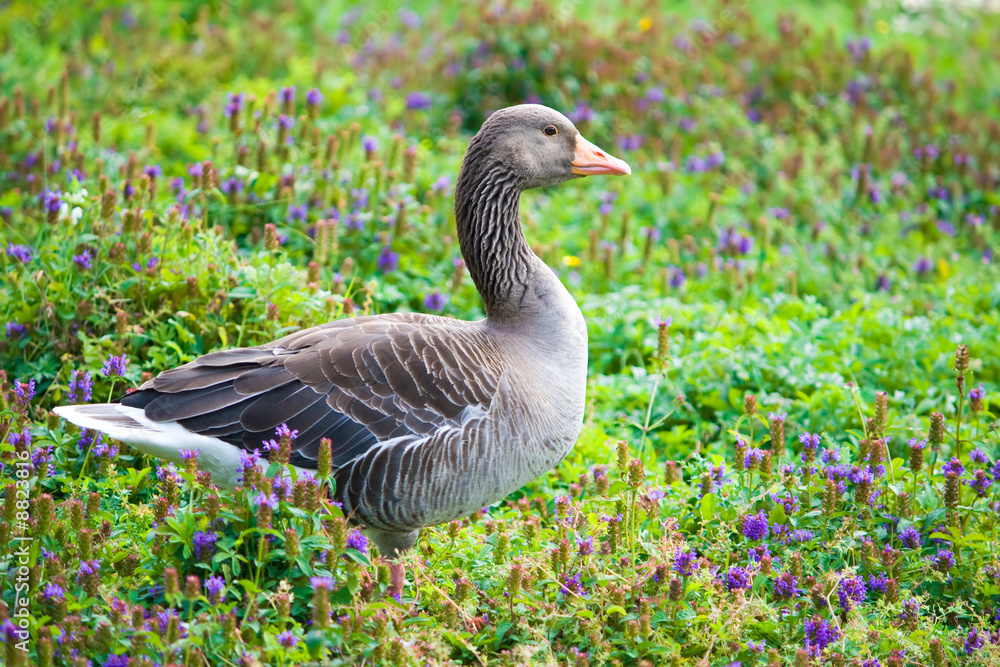 Greylag goose standing in a field Greylag goose standing in a field