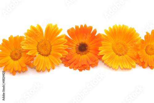 Wallpaper Mural Five bright orange flowers of calendula on a light background. Torontodigital.ca