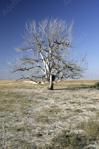 Lone Tree - Wyoming