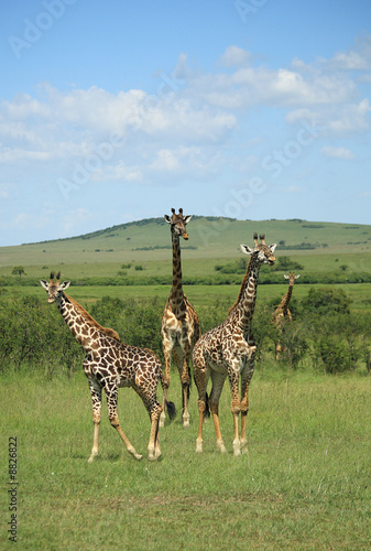 Three giraffe stood together in Kenya Africa.