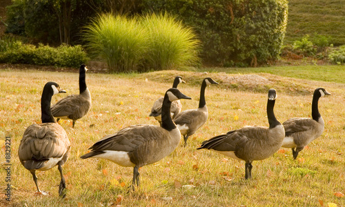 Canvas-taulu A gaggle of geese in a field by a lake