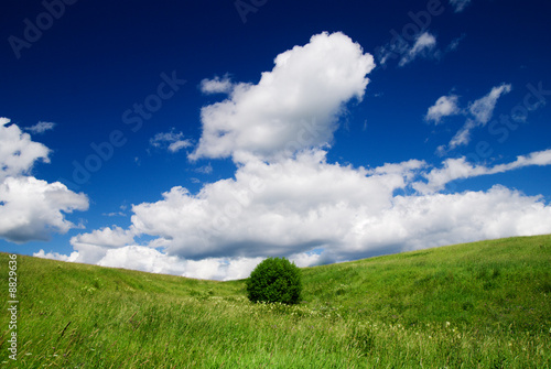 meadow and cludy blue sky