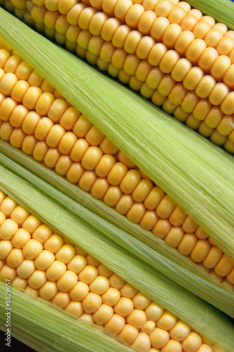 maize cob detail between green leaves