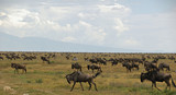 Great migration of the gnus and zebras in the Serengeti