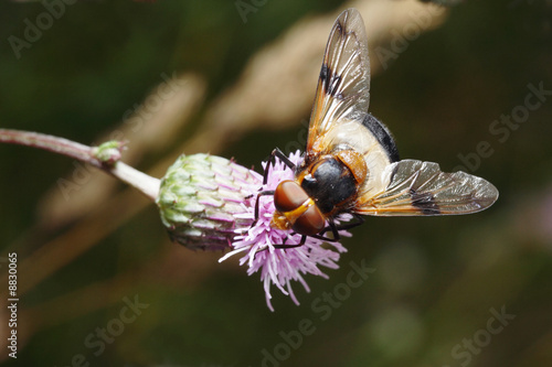 Obraz na plátně Striped fly on the sow-thistle flower