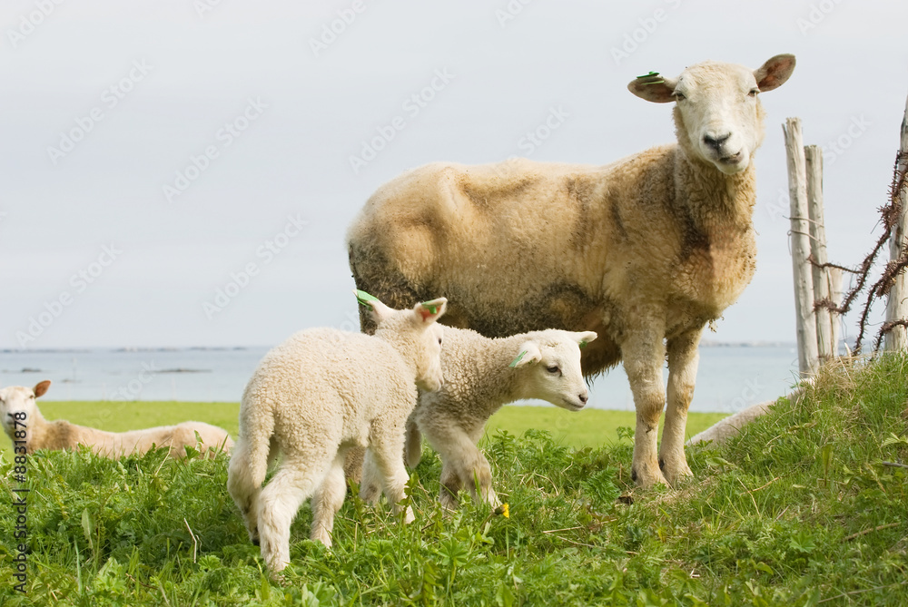 Obraz premium Sheep on grass