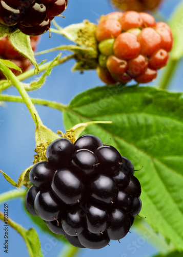 Blackberry