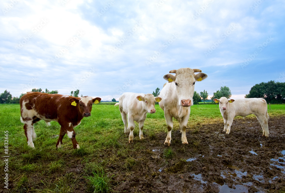 curious cow and calves looking at you in muddy pasture curious cow and calves looking at you in muddy pasture