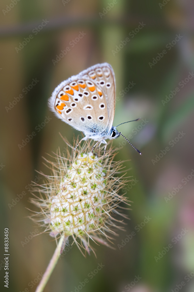 Obraz premium Chalkhill blue butterfly