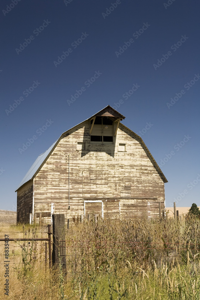 Obraz premium Barn in the mist of a wheat field under a puffy cloud blue sky