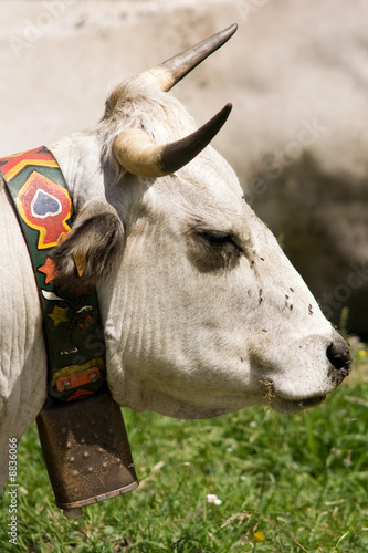 Obraz na plátně Vache dans un paturage en montagne