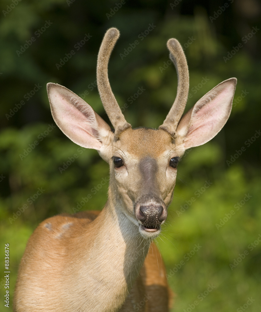 Fototapeta premium whitetail buck in velvet looking at the cameraman