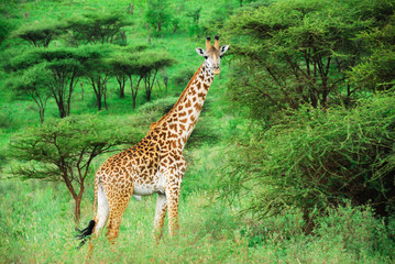 Leinwandbilder Giraffe Einsame Giraffe zwischen Akazienbüschen  © Oleg Znamenskiy