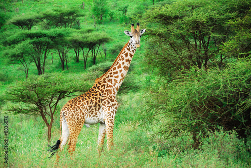 alone giraffe amongst acacia bush