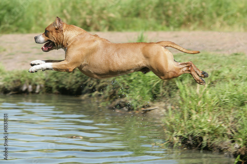 Wallpaper Mural Molosse qui saute dans l'eau Torontodigital.ca