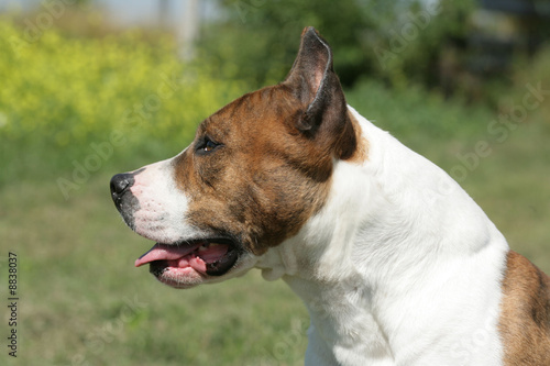 American staffordshire