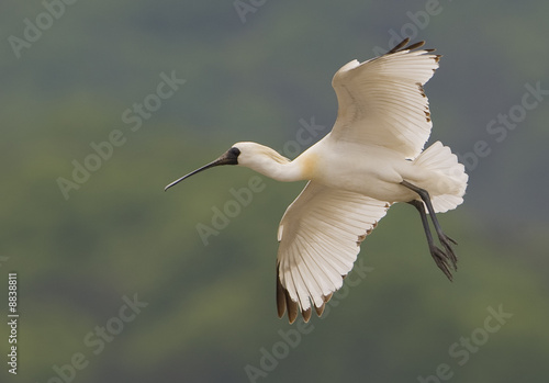 Black-Faced Spoonbill.2008